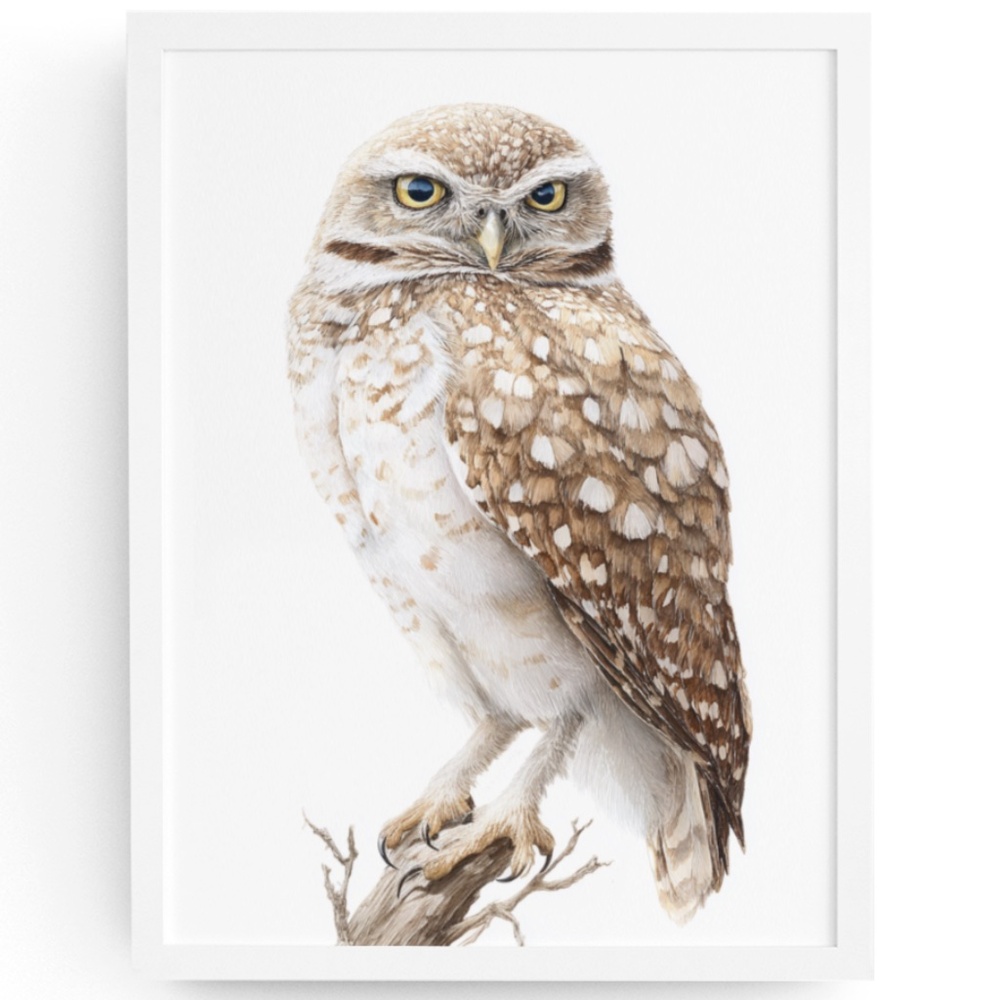 Watercolor Burrowing Owl Portrait Wall Art Print Poster, Unframed - Charming